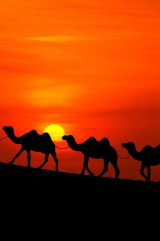 Обои солнце, закат, пустыня, человек, караван, верблюды, the sun, sunset, desert, people, caravan, camels разрешение 2160x1622 Загрузить