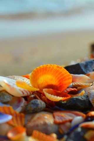 Обои берег, макро, море, ракушки, shore, macro, sea, shell разрешение 3000x1892 Загрузить