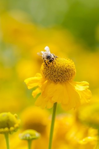 Обои цветы, насекомое, лето, размытость, пчела, желтые, flowers, insect, summer, blur, bee, yellow разрешение 2400x1350 Загрузить