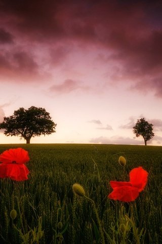 Обои цветы, облака, деревья, поле, маки, flowers, clouds, trees, field, maki разрешение 2048x1237 Загрузить