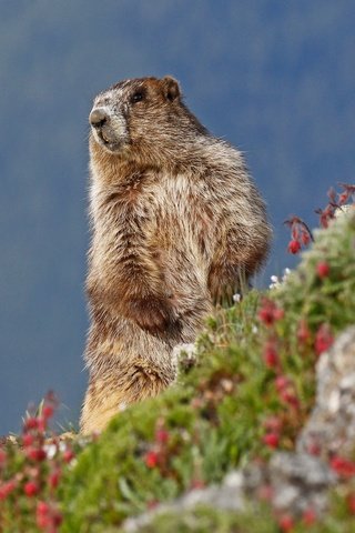 Обои небо, цветы, природа, животное, сурок, грызун, the sky, flowers, nature, animal, marmot, rodent разрешение 2048x1260 Загрузить