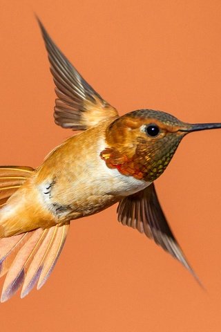 Обои полет, крылья, птица, клюв, колибри, охристый колибри, flight, wings, bird, beak, hummingbird, buffy hummingbird разрешение 2048x1364 Загрузить