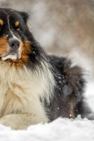 Обои собака, австралийская овчарка, аусси, dog, australian shepherd, aussie разрешение 2880x1800 Загрузить