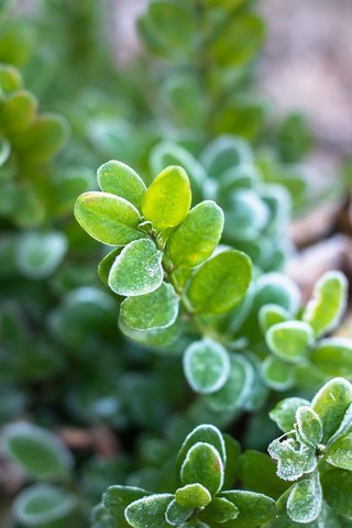 Обои листья, макро, иней, растение, leaves, macro, frost, plant разрешение 3840x2400 Загрузить