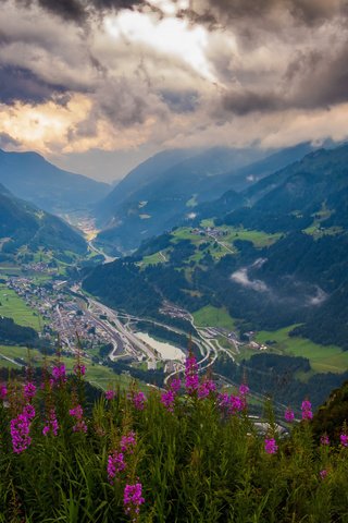 Обои цветы, горы, зелень, высота, долина, перевал, flowers, mountains, greens, height, valley, pass разрешение 1920x1200 Загрузить