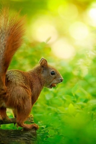 Обои природа, листья, белка, зверек, белочка, грызун, nature, leaves, protein, animal, squirrel, rodent разрешение 1920x1200 Загрузить