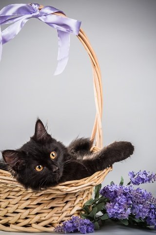 Обои цветы, фон, кот, кошка, корзина, сирень, flowers, background, cat, basket, lilac разрешение 2000x1720 Загрузить