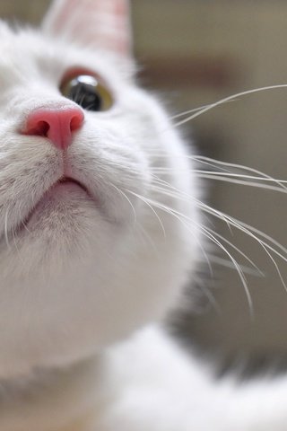 Обои глаза, кот, усы, взгляд, eyes, cat, mustache, look разрешение 1920x1200 Загрузить
