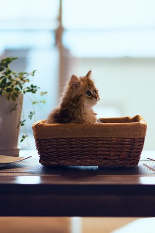 Обои цветок, кошка, котенок, стол, корзина, тарелки, ben torode, дейзи, flower, cat, kitty, table, basket, plates, daisy разрешение 2048x1366 Загрузить