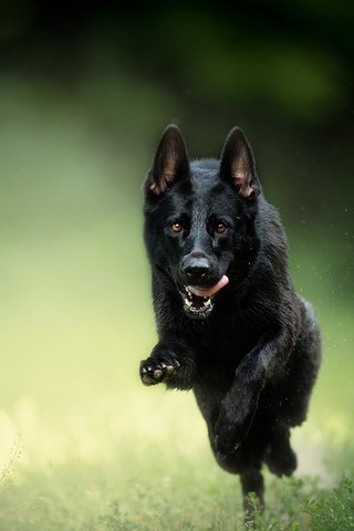 Обои трава, собака, язык, бег, немецкая овчарка, овчарка, grass, dog, language, running, german shepherd, shepherd разрешение 1920x1200 Загрузить