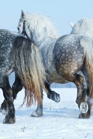 Обои снег, подкова, зима, лошади, кони, грива, хвост, копыта, тройка, snow, horseshoe, winter, horse, horses, mane, tail, hooves, three разрешение 2880x1800 Загрузить