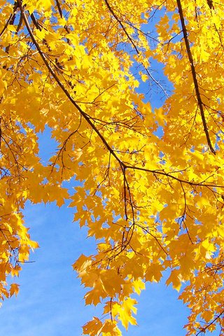 Обои небо, дерево, листья, макро, ветки, осень, the sky, tree, leaves, macro, branches, autumn разрешение 2560x1600 Загрузить