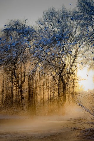 Обои деревья, природа, зима, парк, утро, туман, рассвет, иней, trees, nature, winter, park, morning, fog, dawn, frost разрешение 1920x1200 Загрузить