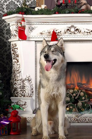 Обои новый год, елка, собака, хаски, камин, язык, new year, tree, dog, husky, fireplace, language разрешение 1920x1200 Загрузить