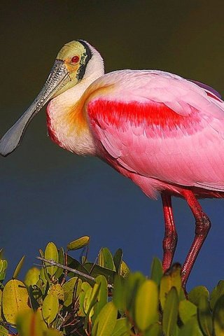 Обои растения, птица, клюв, перья, розовая, колпица, roseate spoonbill, plants, bird, beak, feathers, pink, spoonbill разрешение 1920x1440 Загрузить