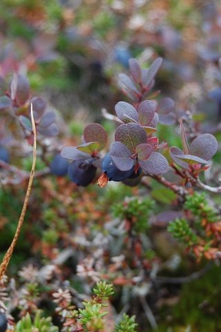 Обои листья, ветки, ягоды, черника, leaves, branches, berries, blueberries разрешение 3008x2000 Загрузить