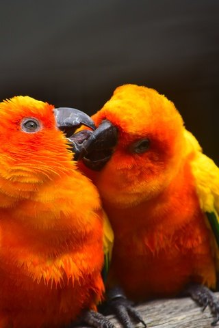 Обои фон, птицы, клюв, пара, перья, поцелуй, попугай, попугаи, background, birds, beak, pair, feathers, kiss, parrot, parrots разрешение 2992x2000 Загрузить