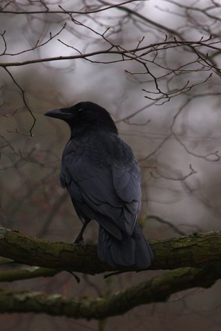 Обои дерево, ветки, птица, клюв, перья, ворон, ворона, tree, branches, bird, beak, feathers, raven, crow разрешение 2048x1536 Загрузить