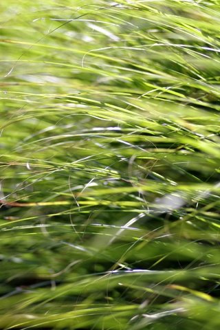 Обои трава, природа, макро, крупным планом, grass, nature, macro, closeup разрешение 5472x3648 Загрузить