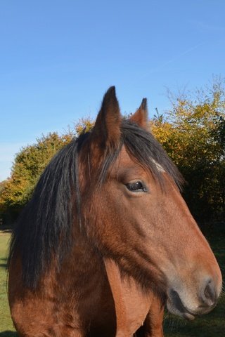 Обои морда, небо, лошадь, деревья, конь, грива, face, the sky, horse, trees, mane разрешение 5527x3506 Загрузить