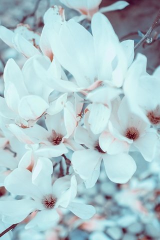 Обои цветы, цветение, ветки, весна, магнолия, flowers, flowering, branches, spring, magnolia разрешение 3936x2624 Загрузить