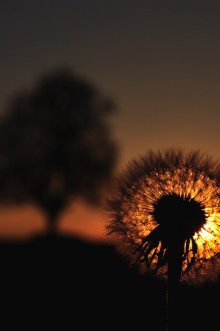 Обои закат, цветок, одуванчик, пушинки, былинки, sunset, flower, dandelion, fuzzes, blade разрешение 4288x2848 Загрузить