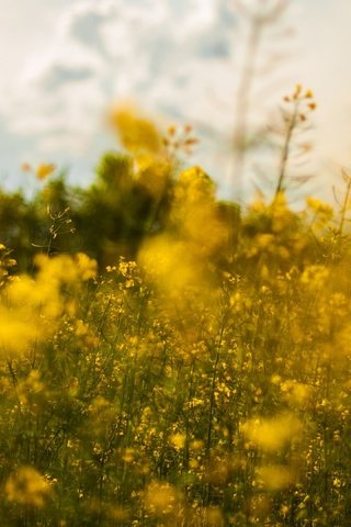 Обои цветы, природа, пейзаж, поле, луг, рапс, желтые цветы, flowers, nature, landscape, field, meadow, rape, yellow flowers разрешение 3840x2160 Загрузить