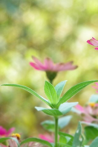 Обои цветы, растения, листья, лепестки, размытость, стебли, flowers, plants, leaves, petals, blur, stems разрешение 3456x2304 Загрузить