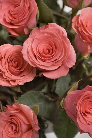 Обои цветы, розы, букет, flowers, roses, bouquet разрешение 3493x2620 Загрузить
