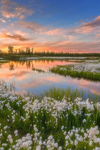 Обои небо, вода, озеро, природа, закат, россия, pavel evgrafov, пушица, ямал, yamal, the sky, water, lake, nature, sunset, russia, as cotton grass разрешение 1920x1200 Загрузить