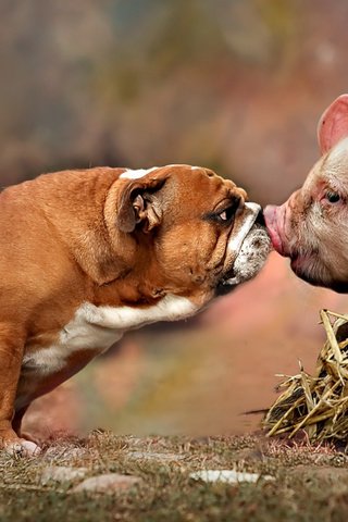 Обои собака, друзья, поросенок, английский бульдог, dog, friends, pig, english bulldog разрешение 2112x1188 Загрузить