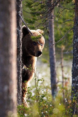 Обои морда, выглядывает, дерево, лес, взгляд, медведь, ствол, бурый, стойка, face, peeps, tree, forest, look, bear, trunk, brown, stand разрешение 1920x1080 Загрузить