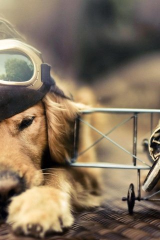 Обои самолет, лётчик, очки, собака, голден ретривер, шлемофон, the plane, pilot, glasses, dog, golden retriever, headset разрешение 2560x1600 Загрузить