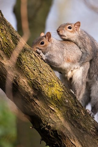 Обои дерево, любовь, белка, две, tree, love, protein, two разрешение 1920x1200 Загрузить