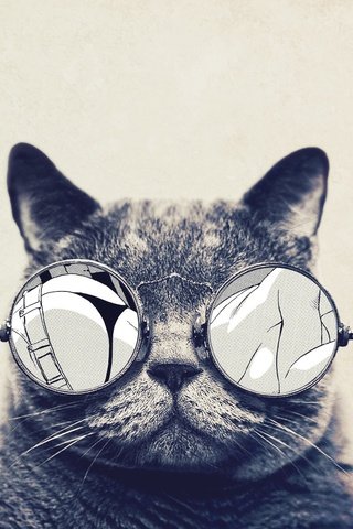 Обои поза, животные, кошка, очки, pose, animals, cat, glasses разрешение 1920x1080 Загрузить