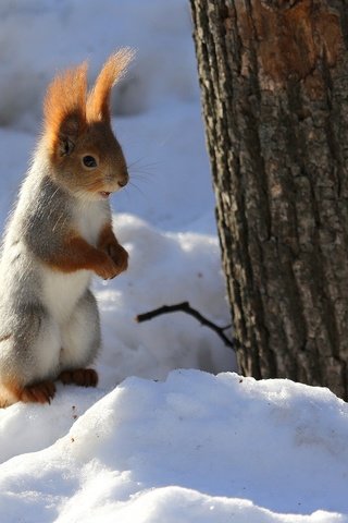 Обои снег, природа, дерево, зима, животное, ствол, белка, грызун, snow, nature, tree, winter, animal, trunk, protein, rodent разрешение 2048x1307 Загрузить