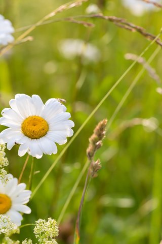 Обои цветы, трава, ромашки, полевые цветы, flowers, grass, chamomile, wildflowers разрешение 2304x1536 Загрузить