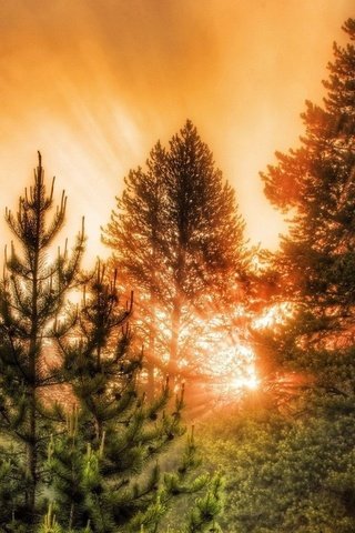 Обои деревья, лес, закат, лучи солнца, trees, forest, sunset, the rays of the sun разрешение 1920x1080 Загрузить