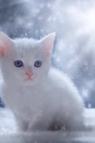 Обои глаза, снег, зима, кот, мордочка, кошка, взгляд, котенок, белый, white, eyes, snow, winter, cat, muzzle, look, kitty разрешение 2048x1367 Загрузить