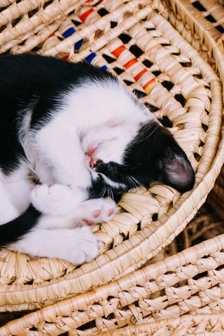 Обои кот, кошка, сон, котенок, корзина, cat, sleep, kitty, basket разрешение 1920x1080 Загрузить