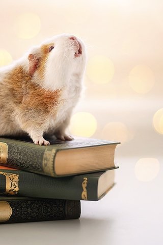 Обои фон, книги, грызун, морская свинка, background, books, rodent, guinea pig разрешение 2048x1365 Загрузить