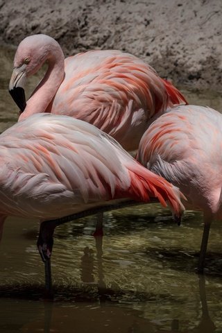 Обои фламинго, flamingo разрешение 4209x3409 Загрузить