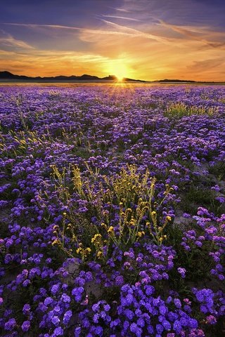 Обои цветы, солнце, природа, закат, пейзаж, поле, flowers, the sun, nature, sunset, landscape, field разрешение 2000x1333 Загрузить