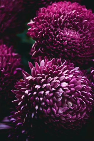 Обои цветы, темный фон, малиновые, хризантемы, бордовые, flowers, the dark background, raspberry, chrysanthemum, burgundy разрешение 3000x1974 Загрузить
