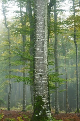 Обои деревья, туман, trees, fog разрешение 3840x2160 Загрузить