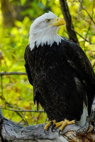 Обои дерево, ветки, листва, осень, орел, птица, белоголовый орлан, tree, branches, foliage, autumn, eagle, bird, bald eagle разрешение 2048x1365 Загрузить