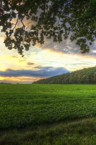 Обои дерево, закат, поле, tree, sunset, field разрешение 3840x2160 Загрузить