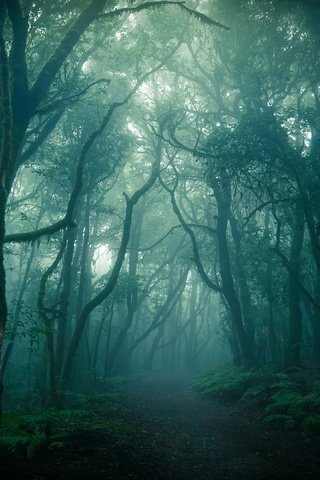 Обои лес, туман, ветки, стволы, сумерки, forest, fog, branches, trunks, twilight разрешение 3840x2160 Загрузить