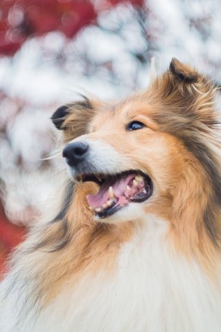 Обои морда, портрет, собака, колли, face, portrait, dog, collie разрешение 4912x3264 Загрузить