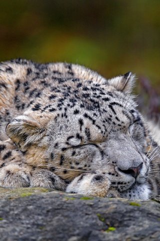 Обои морда, природа, сон, лежит, спит, снежный барс, ирбис, face, nature, sleep, lies, sleeping, snow leopard, irbis разрешение 3840x2560 Загрузить